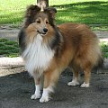 COCO CHANEL Diabelskie Rozdroże ,owczarek szetlandzki ,sheltie