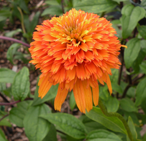 Echinacea 'Marmalade'