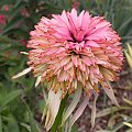 Echinacea 'Strawberry Shortcake'