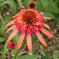 Echinacea 'Irresistible'