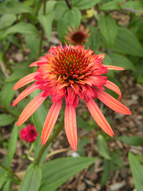 Echinacea 'Irresistible'