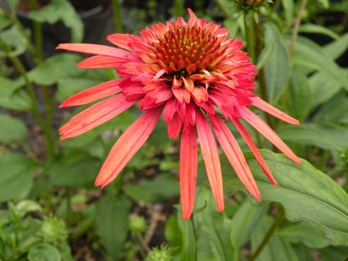 Echinacea 'Irresistible'