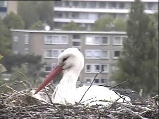 Jej/ego portret Haga/nl