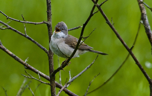 Cierniówka (rozśpiewana)