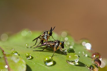 Rosą, muszą... #arietiss #makro #mucha #owady #rosa