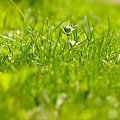 Grass #Jupiter37A