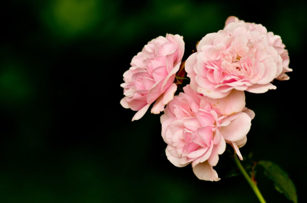 Roses #Jupiter37A135mm