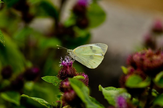 Bielinek Kapustnik #Jupiter37A135mm