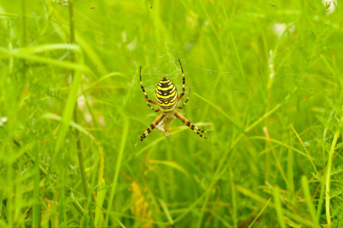 Tygrzyk paskowany - rzadki polski pająk pod całkowitą ochroną. #Jupiter37A135mm