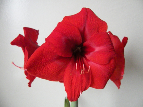 Hippeastrum - biedronka