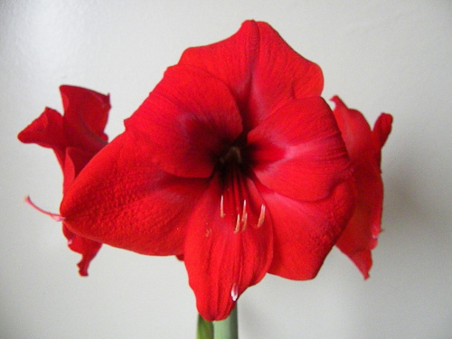 Hippeastrum - biedronka