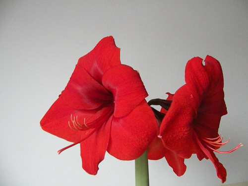 Hippeastrum - biedronka