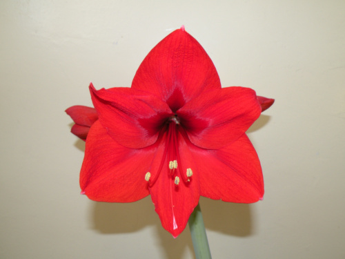 Hippeastrum - biedronkowy