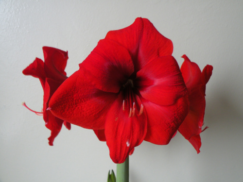 Hippeastrum - biedronka