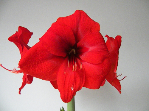 Hippeastrum - biedronka