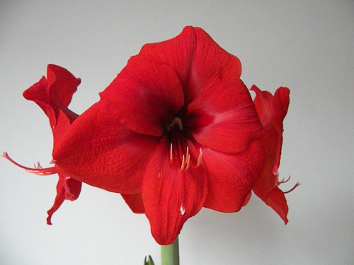 Hippeastrum - biedronka