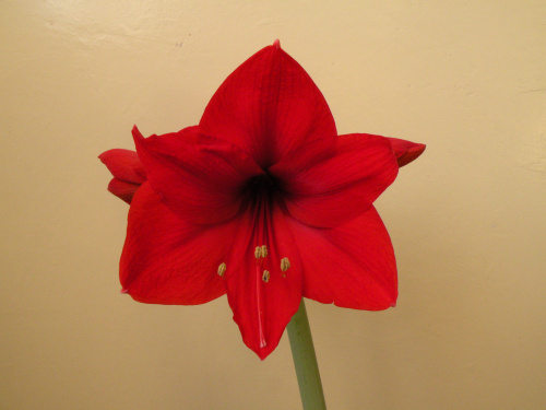 Hippeastrum - biedronkowy