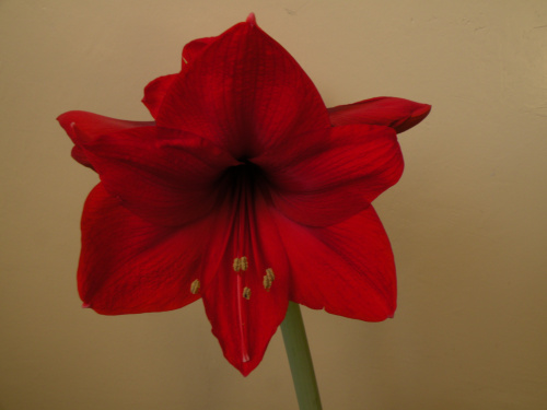 Hippeastrum - biedronkowy