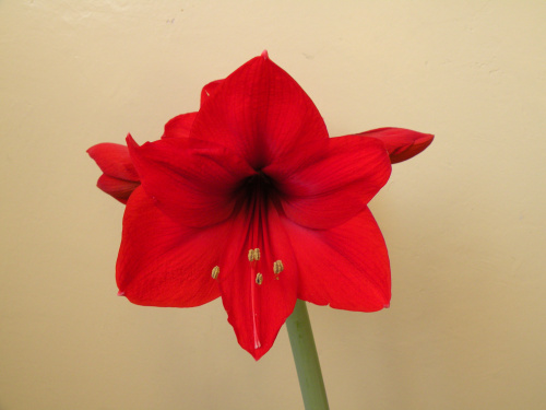 Hippeastrum - biedronkowy