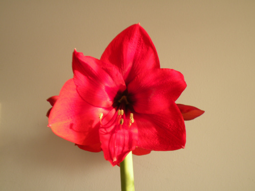 Hippeastrum - biedronkowy