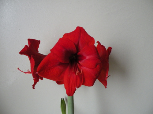 Hippeastrum - biedronka