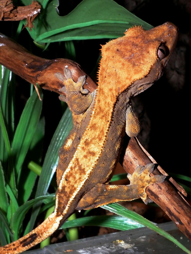 #CrestedGecko #GekonOrzęsiony #RhacodactylusCiliatus