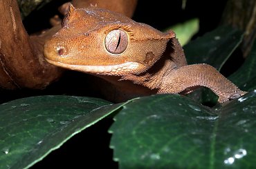 #CrestedGecko #GekonOrzęsiony #RhacodactylusCiliatus