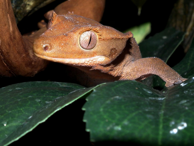 #CrestedGecko #GekonOrzęsiony #RhacodactylusCiliatus