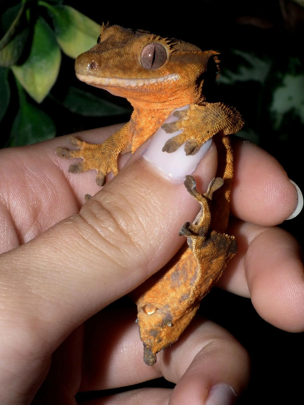 #CrestedGecko #GekonOrzęsiony #RhacodactylusCiliatus