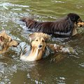 Diabelskie Rozdroże,sheltie.BAŚNIOWA SILJE