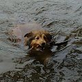 Diabelskie Rozdroże,sheltie.BAŚNIOWA SILJE