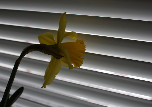 co tam za oknem??? #kwiat #kwiaty