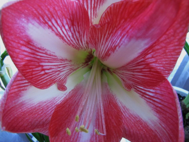 dzis kwiatek dla Boszki - wszystkiego najlepszego w dniu Twojego swieta !