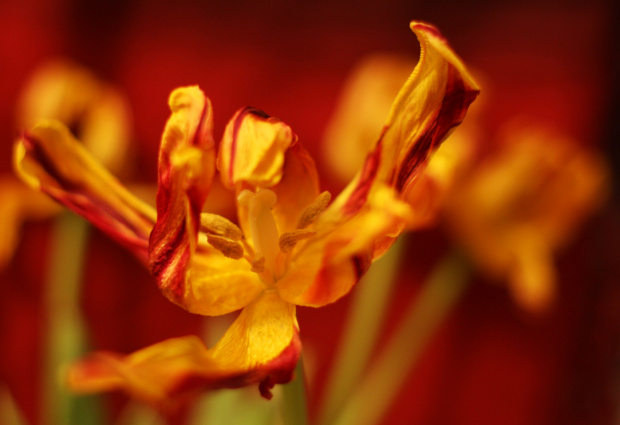 tulipanki suszone #kwiat #kwiaty