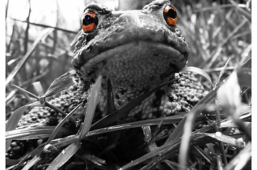 czy te oczy mogą kłamać... #ropuszka #ropucha #płaz #płazy #CzarnoBiałe #makro