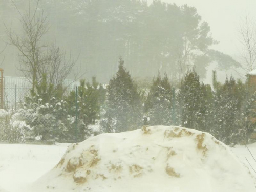 Zawieja śnieżna, pada śnieg i wiatr miecie spadłym śniegiem, Cerekwica. #zima