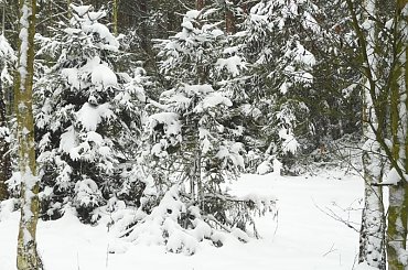 Drzewa w zimowej szacie, Cerekwica. #las #zima