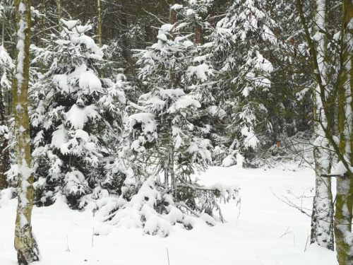 Drzewa w zimowej szacie, Cerekwica. #las #zima