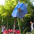 Meconopsis betonicifolia