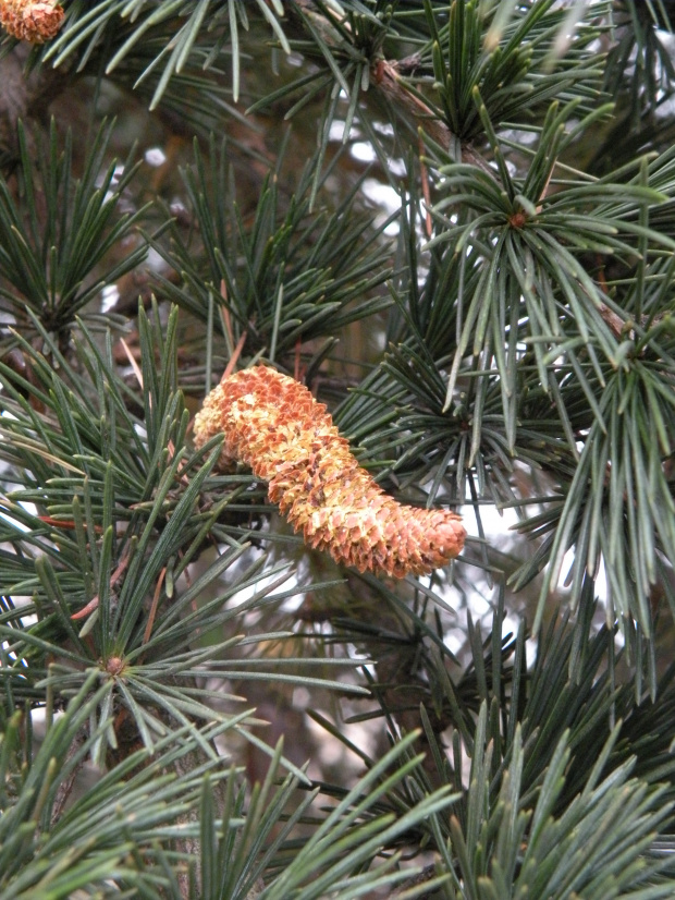 Cedrus