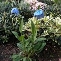 Meconopsis betonicifolia