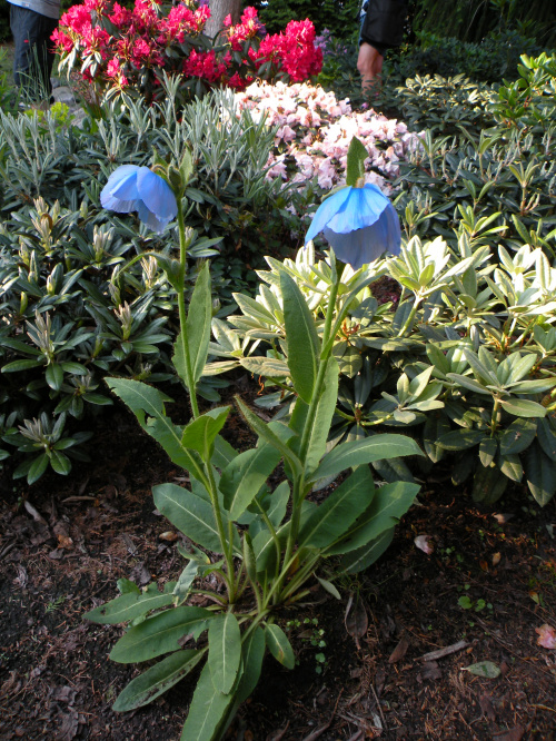 Meconopsis betonicifolia