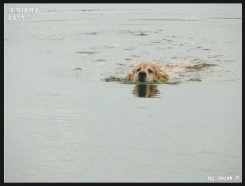 Indiana pływa w jeziorze Kałębie,
lipiec 2011
