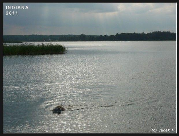 Indiana pływa w jeziorze Kałębie,
lipiec 2011