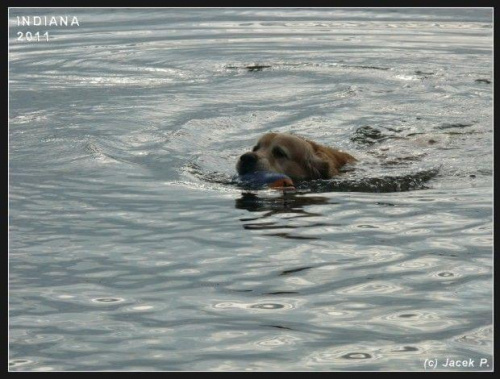 Indiana pływa w jeziorze Kałębie,
lipiec 2011