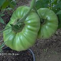 pomidorki