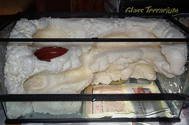 #ExoTerra #przebudowa #pustynne #ścianka #terrarium