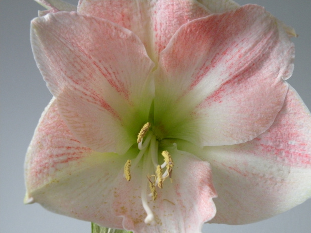 Sweet Pink