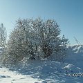 Gdy było tu wojop był porzadek a teraz są śliczne krzaczki