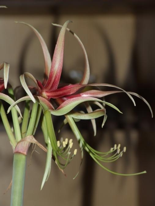 odmiana 'Chico' - 16 marca 2010 #amarylis #Chico #Hippeastrum #hydroponika